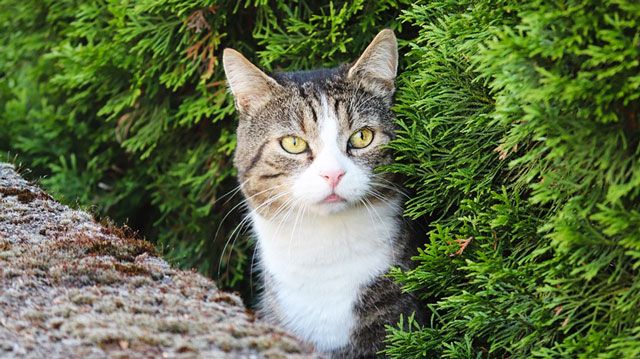 ¿Cómo ahuyentar gatos de las plantas? Remedios y soluciones efectivas