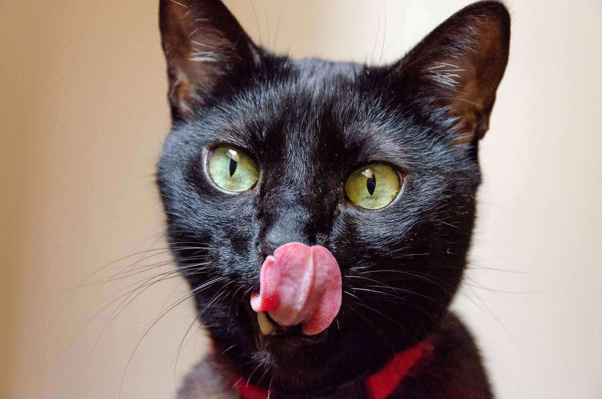 ¿Por qué los gatos negros sufren el mayor índice de rechazo a la hora de ser adoptados?