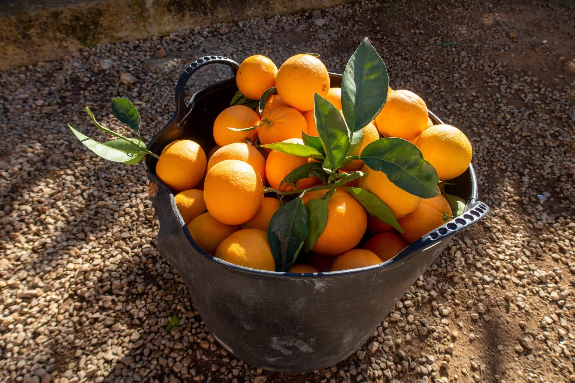 La venta online como solución a la crisis de precios en la agricultura, por Sabor a Naranjas