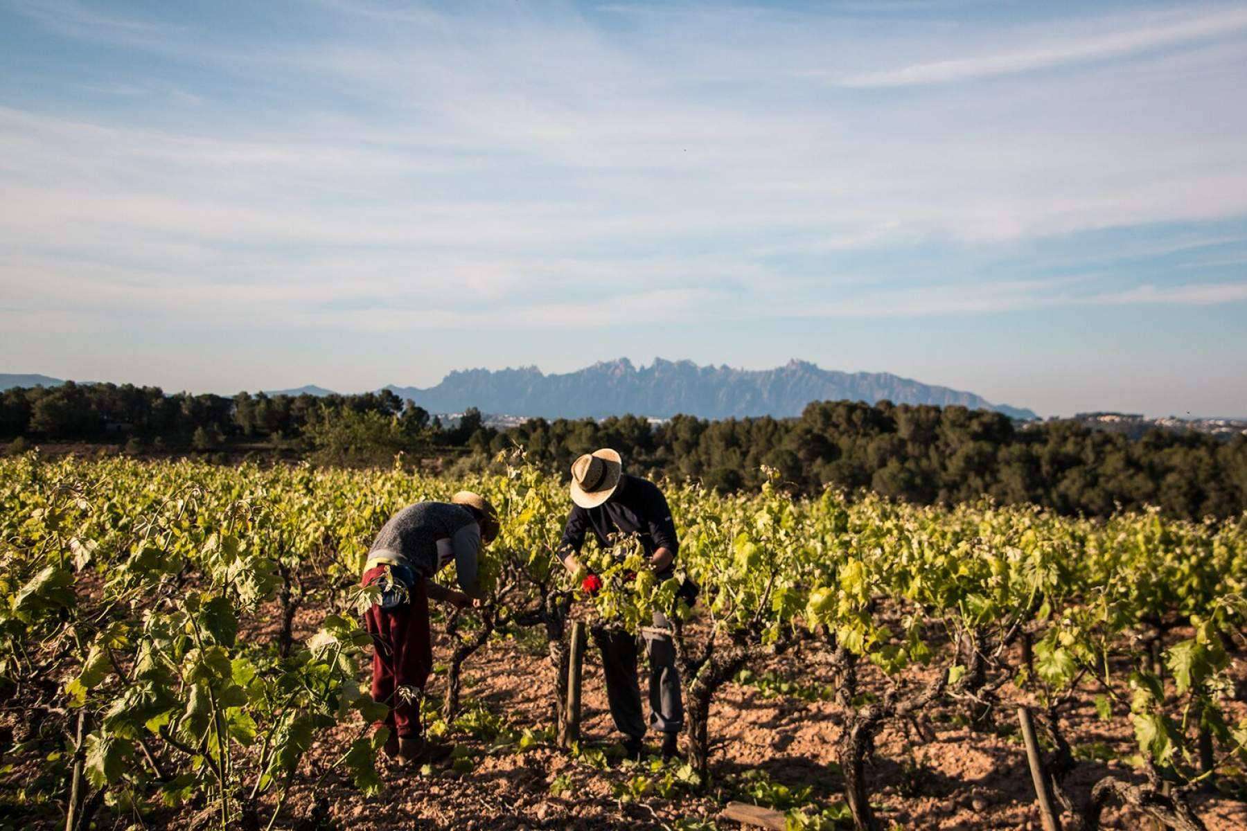 Disfrutar y dejarse sorprender de un cava o un vino de la mano de Naturelovers Wines