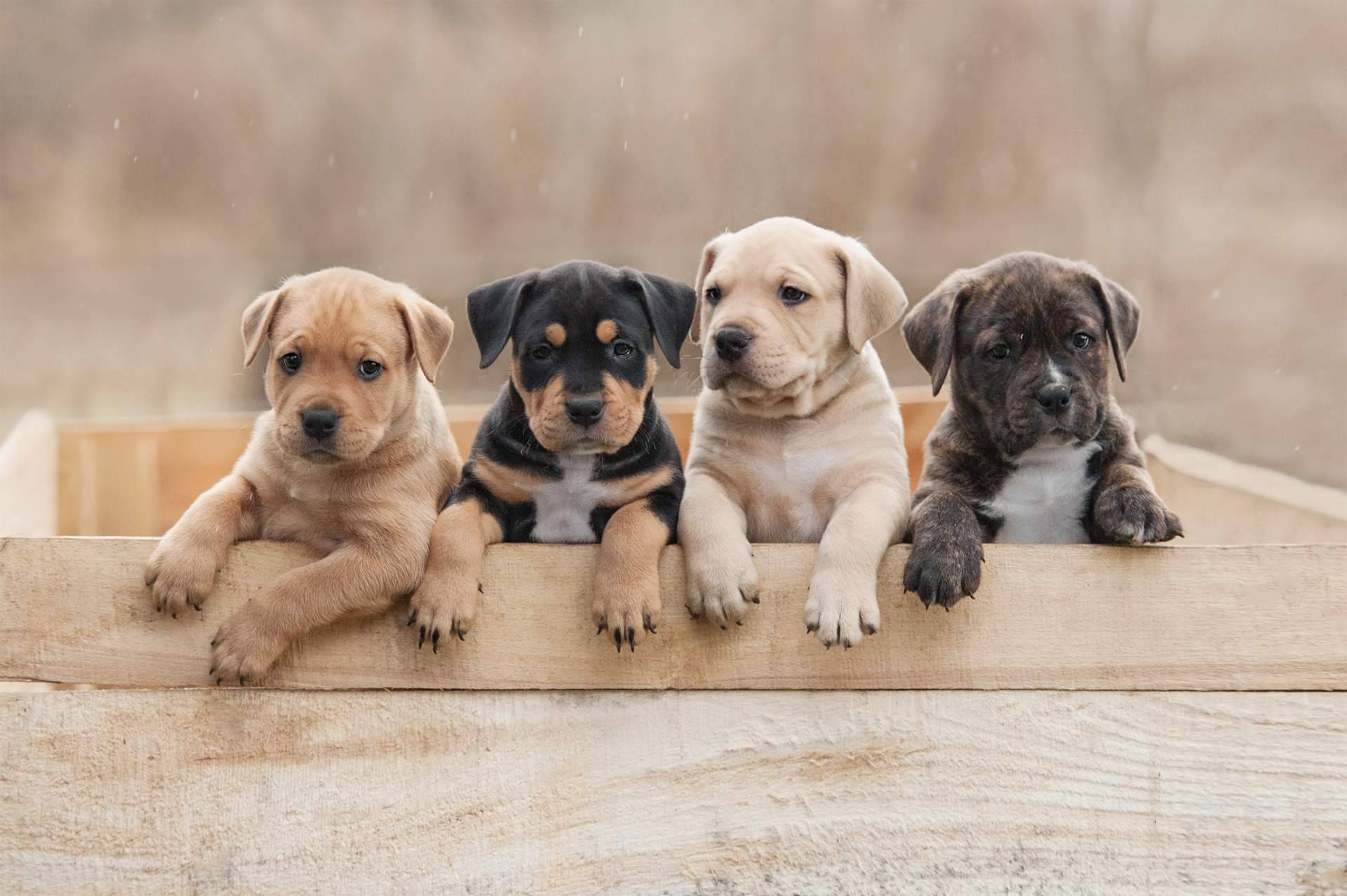 El criadero especializado 101 Cachorros ofrece todas las garantías en sus servicios