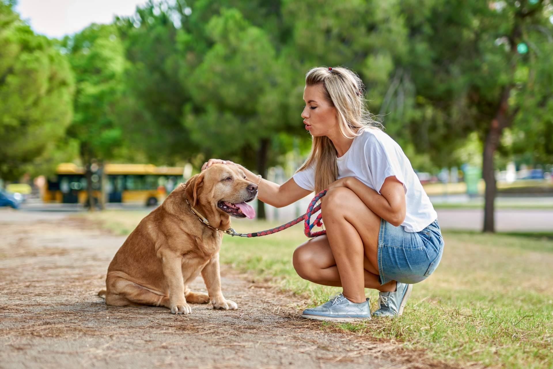 Una oportunidad en la adopción de perros mayores