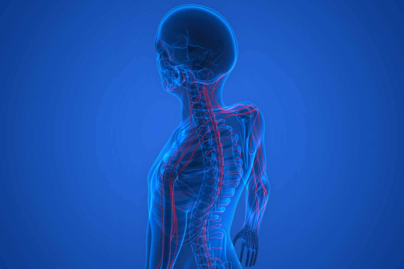 Centre Chiropractic Dr. Marc Bony y la importancia del sistema nervioso