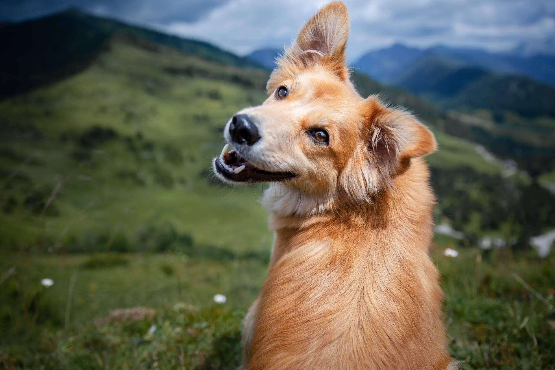 Aspectos a considerar antes de esterilizar a un perro