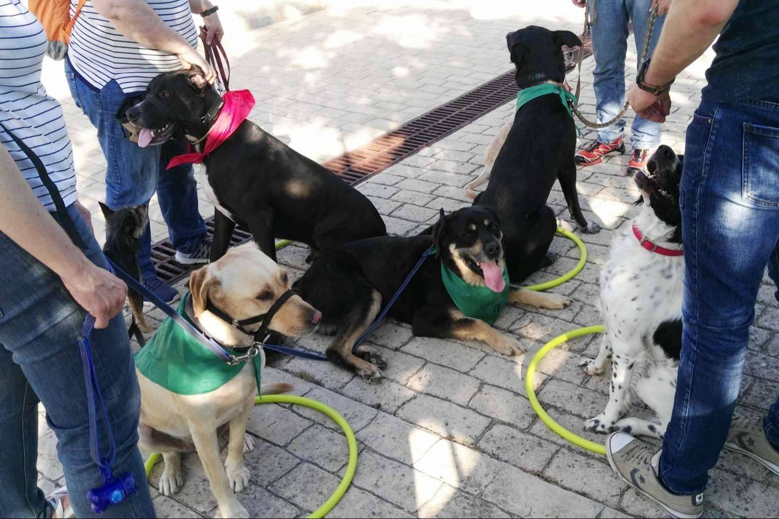 Mejorar la relación entre perros y humanos con el adiestramiento canino, de la mano de la Asociación Española de Perros de Apoyo