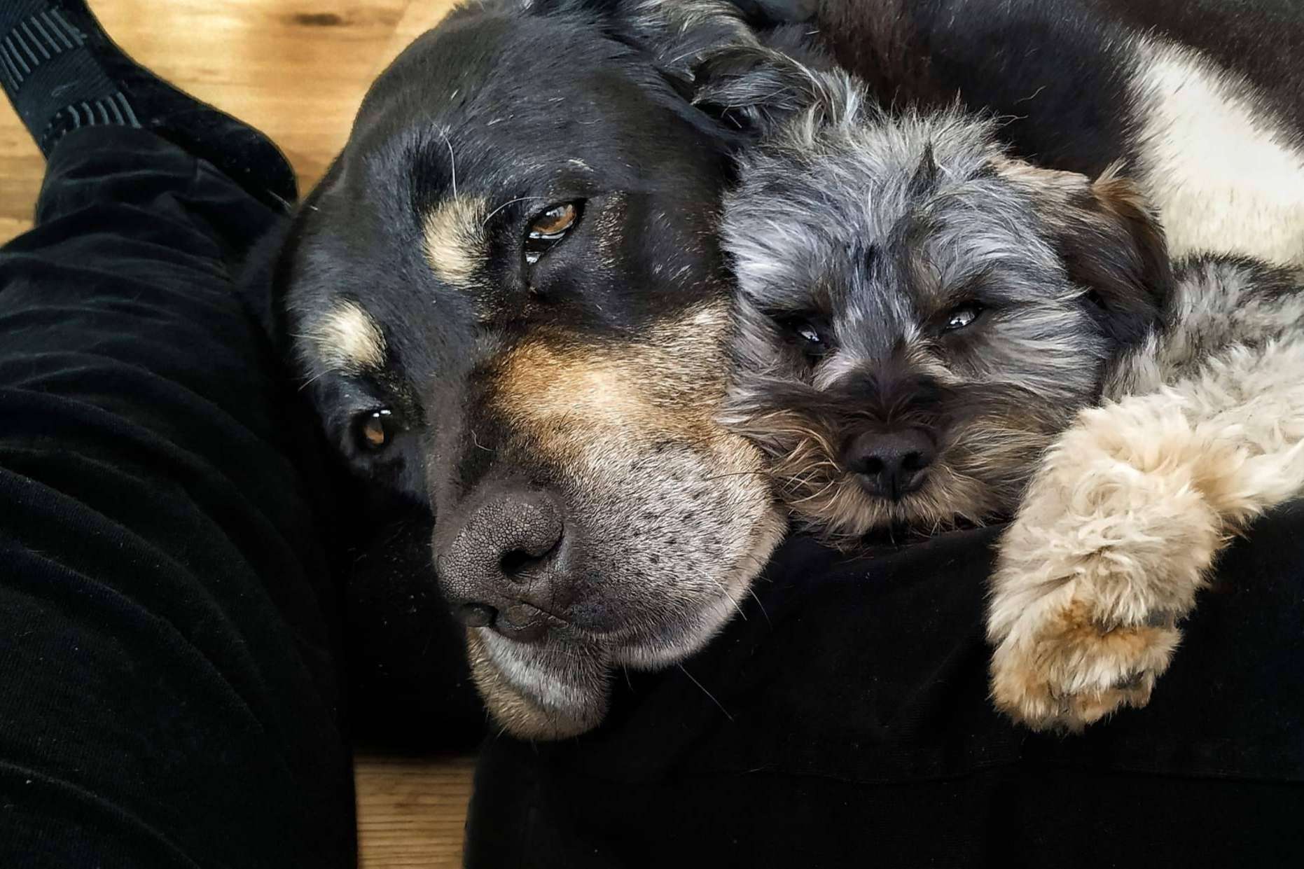 Terapia asistida con perros de la mano de la Asociación Española de Perros de Apoyo