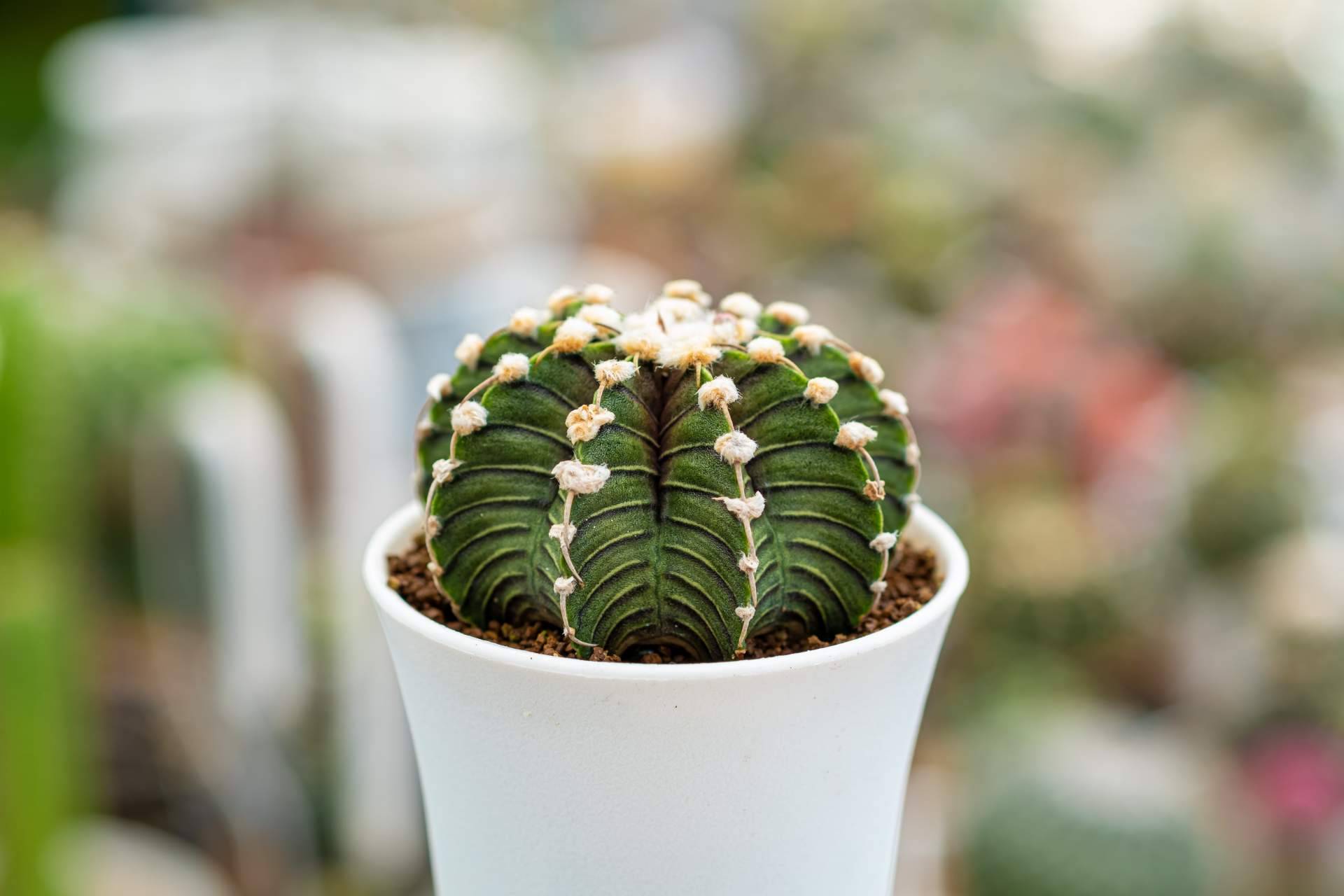 Cómo decorar con los diferentes tipos de cactus