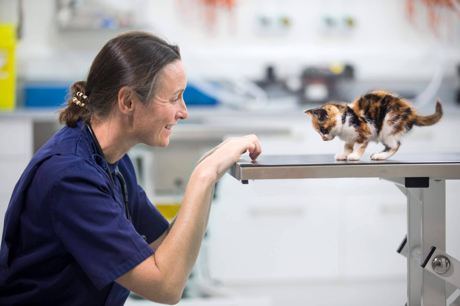 Contratar un seguro veterinario es muy importante