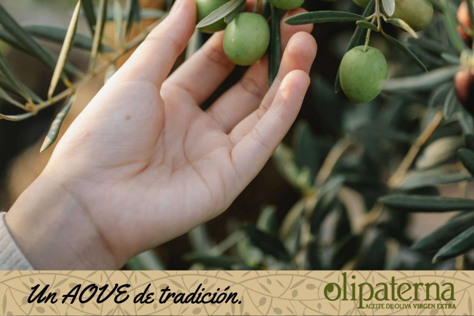 Olipaterna cuenta con productores de aceite de oliva virgen extra para cada ocasión