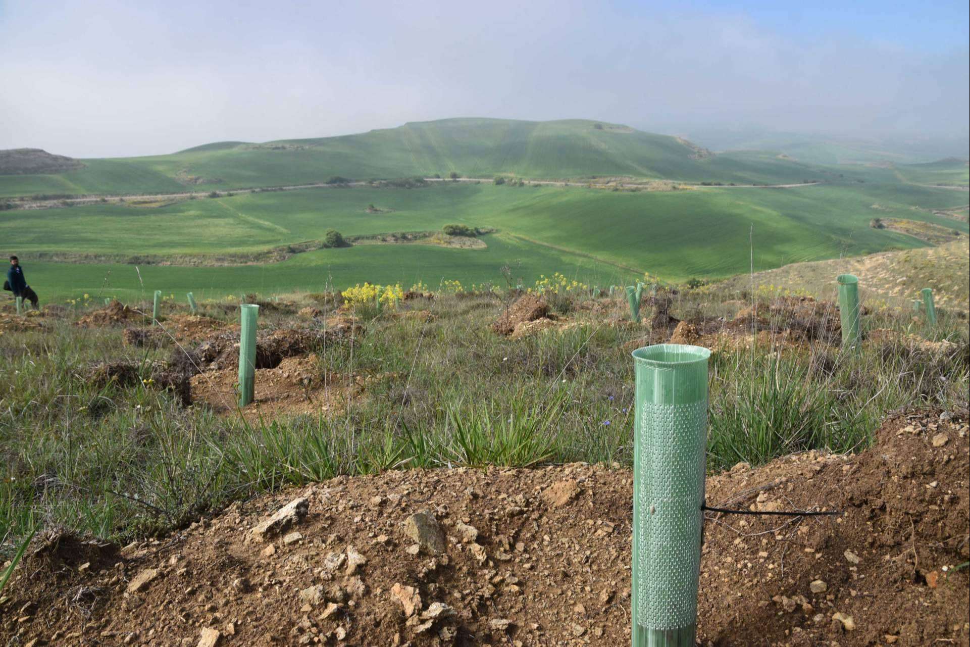 Solaria compensa más de 400 toneladas de CO2 con una plantación forestal en Burgos