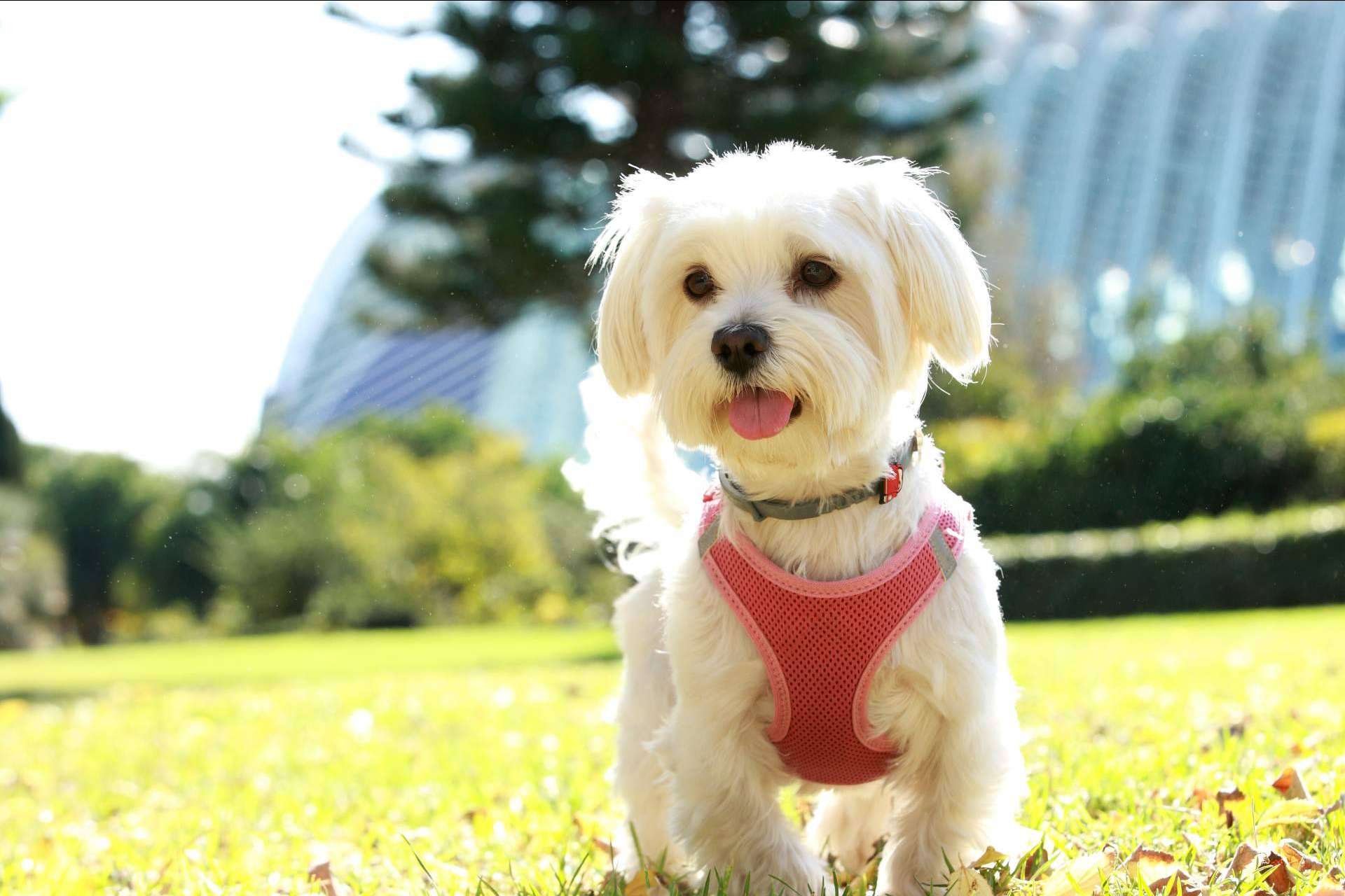 La importancia de adquirir un cachorro sano en un lugar de confianza y con años de experiencia como Tienda Cachorro
