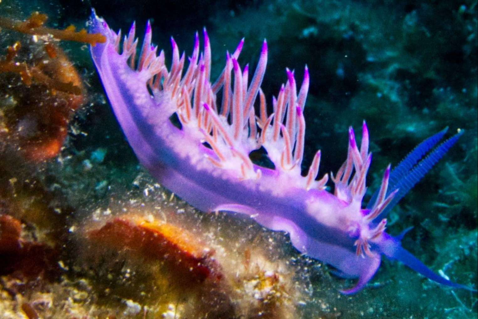 El curso de submarinismo Open Water Nivel 1 en las Medas de Unisub