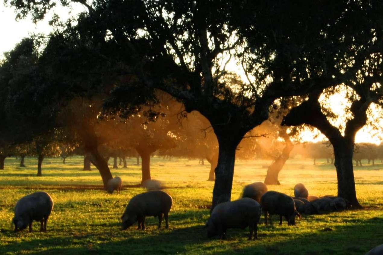 ¿Cuáles son las claves para diferenciar el cerdo ibérico del cerdo ibérico de bellota?