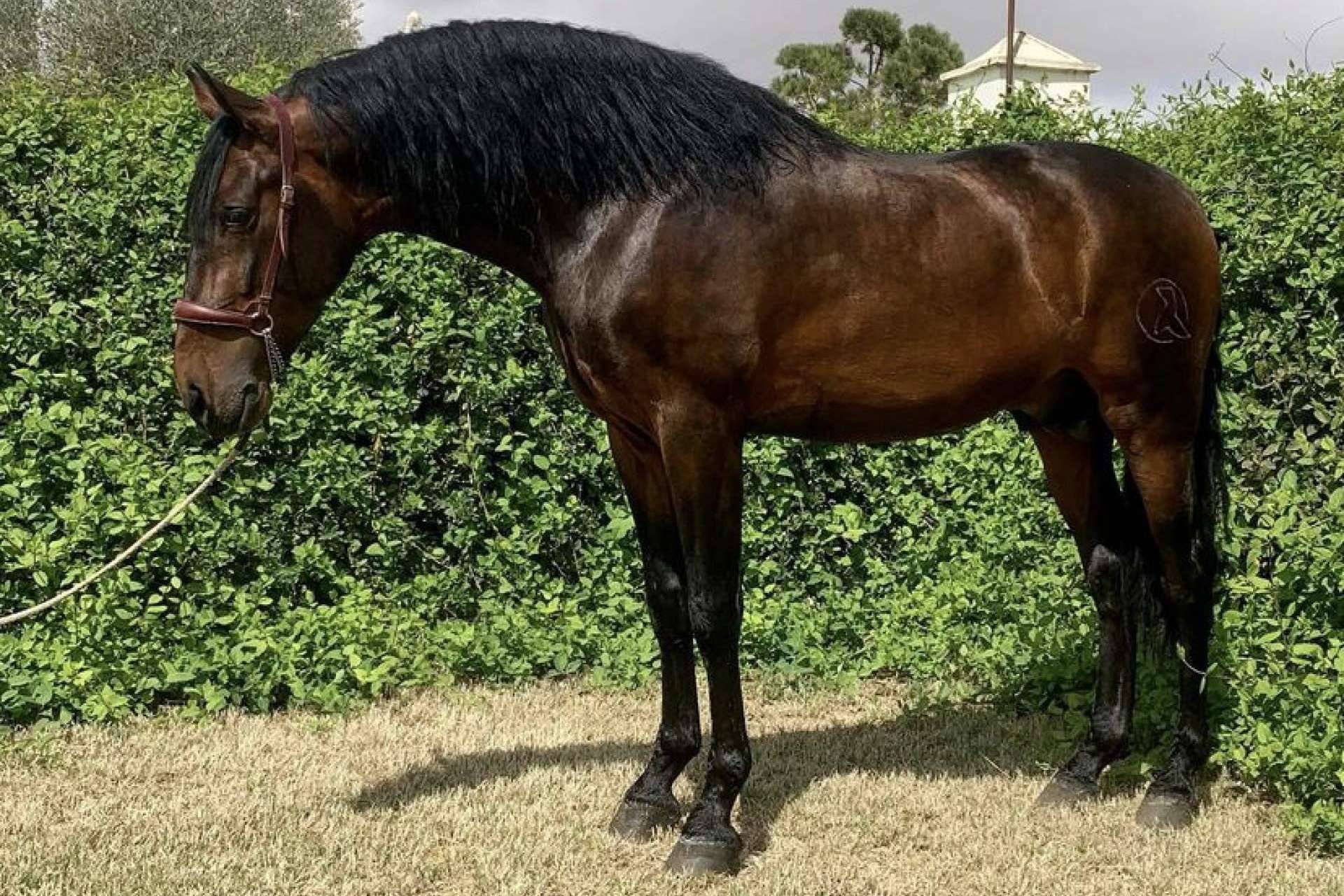 Yeguada La Pajarita tiene a la venta caballos sementales de pura raza española