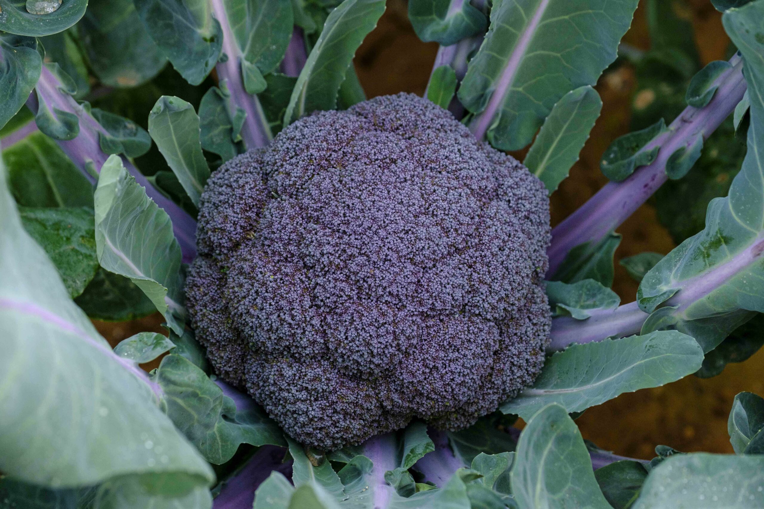 Nace el primer brócoli morado del mercado