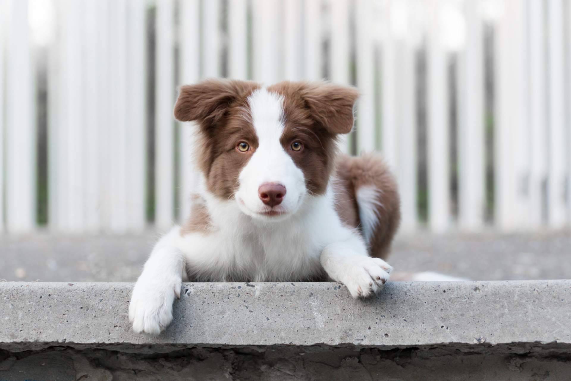 Tiendacachorro.es explica todo lo que hay que saber sobre el cuidado de un cachorro