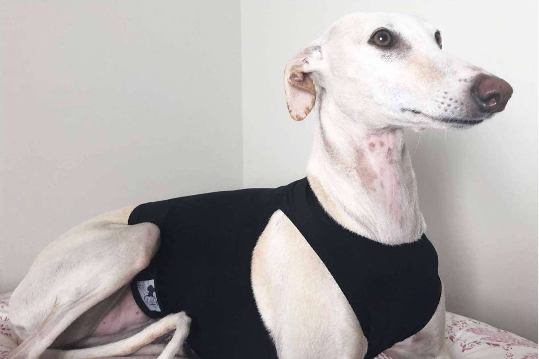 Lucas & Lola ofrece accesorios y ropa para galgo