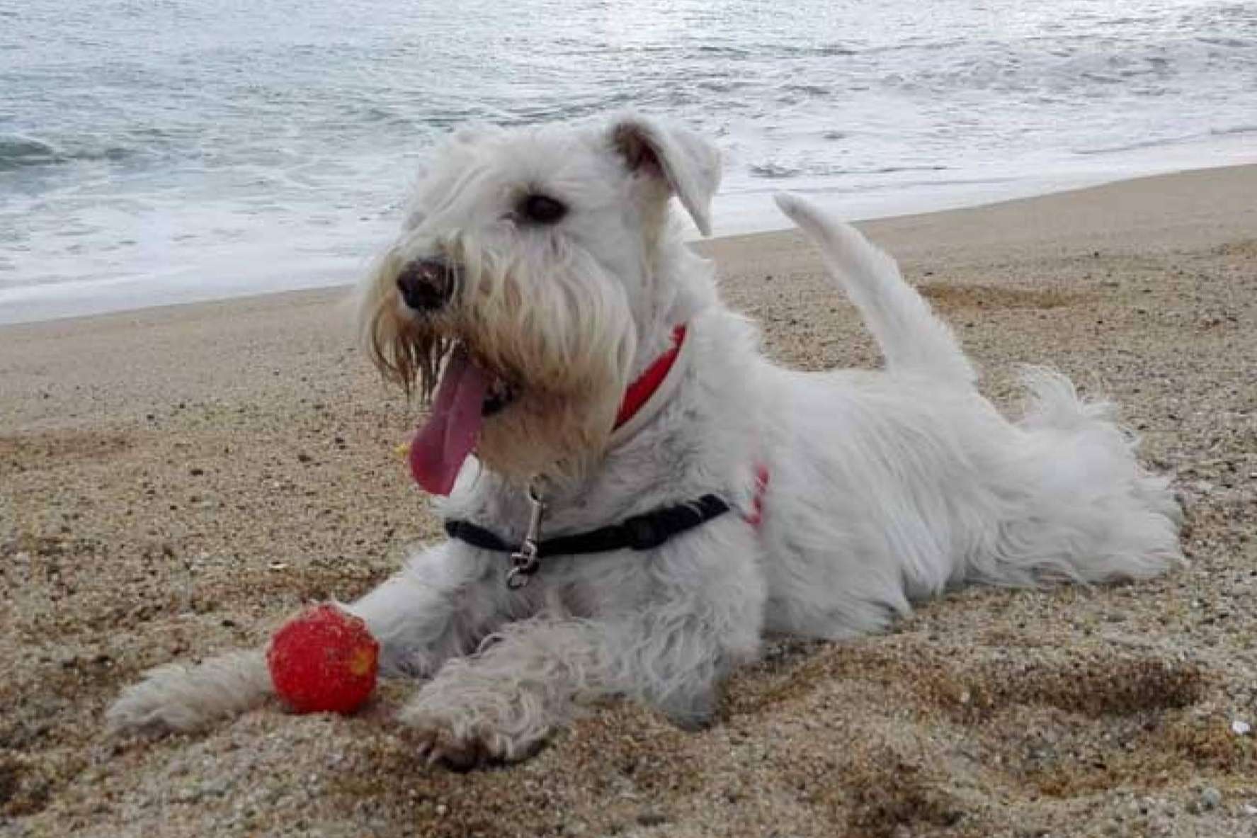 Juguetes para perros, de la mano de Lucas & Lola