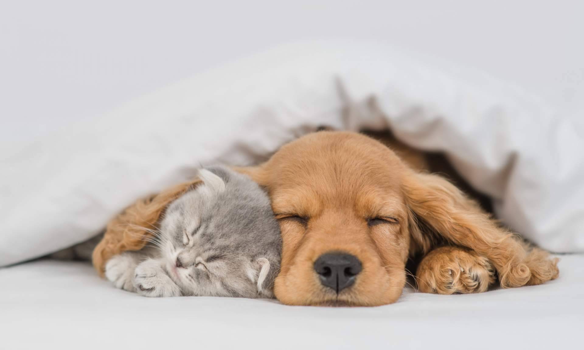 Diferencias entre comprar y adoptar perros, de la mano de Cachorros del Valle