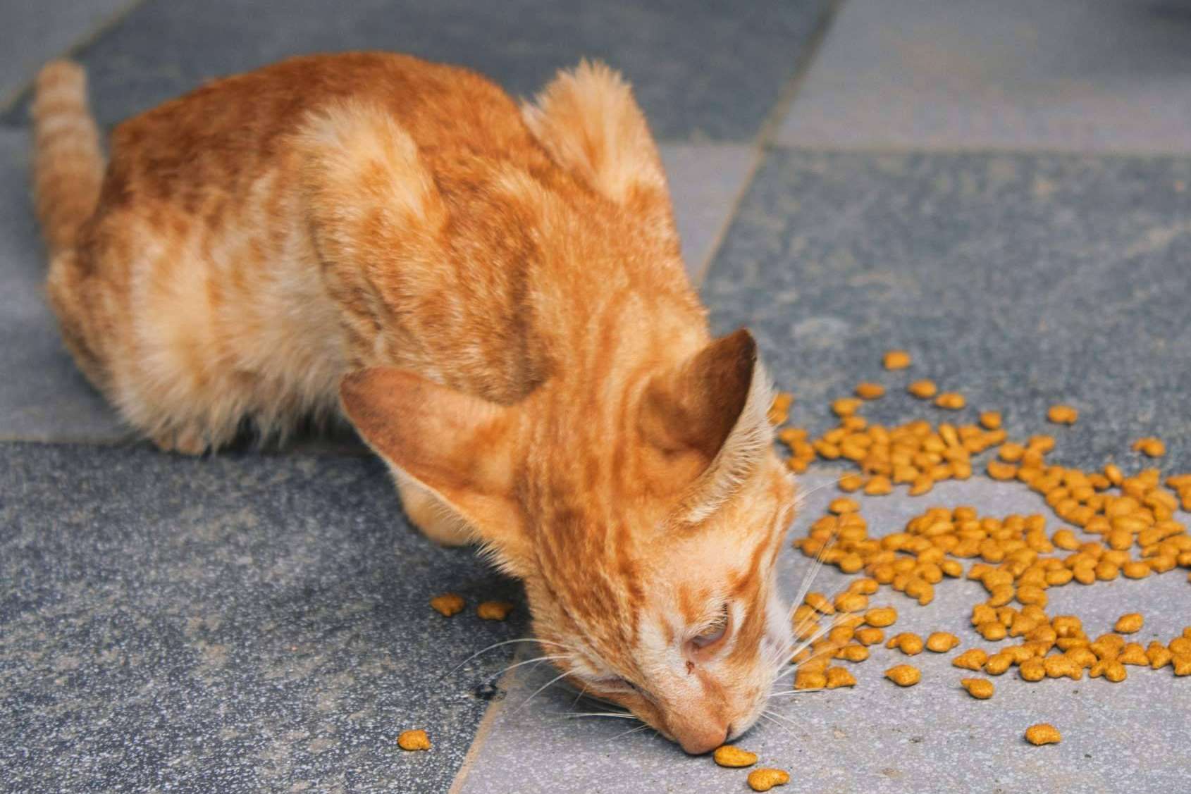 Miminino habla sobre los piensos para gatos que garantizan una vida saludable del animal