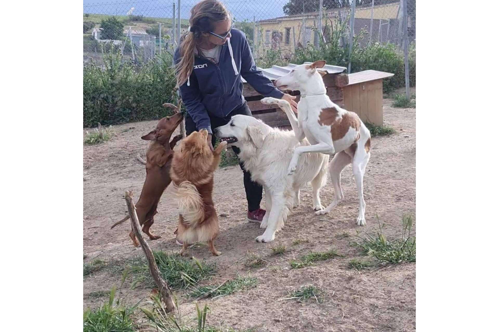 La guardería de día PERROBUENO y las vacaciones para perros en Madrid