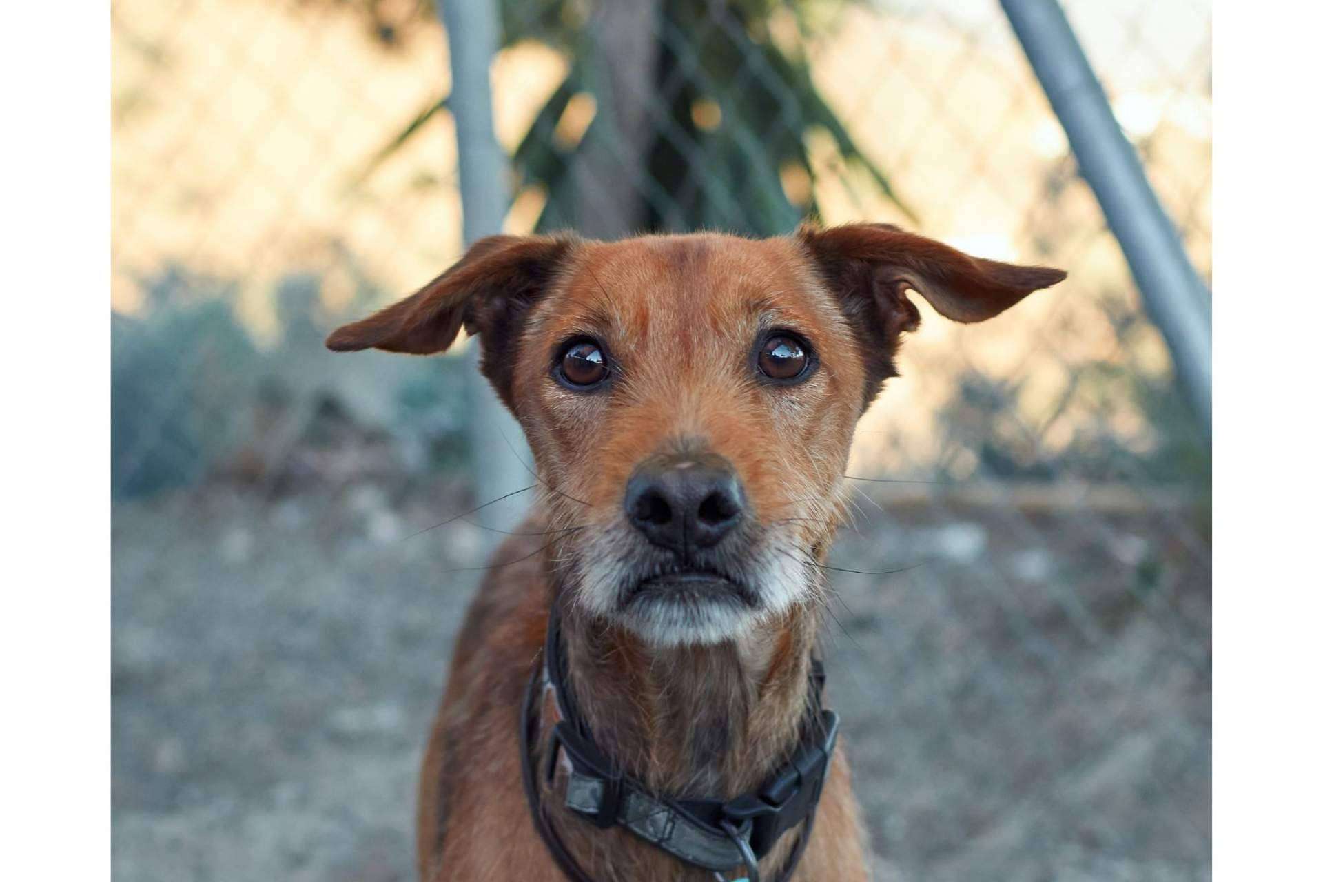 La elección del momento ideal para adoptar un perro