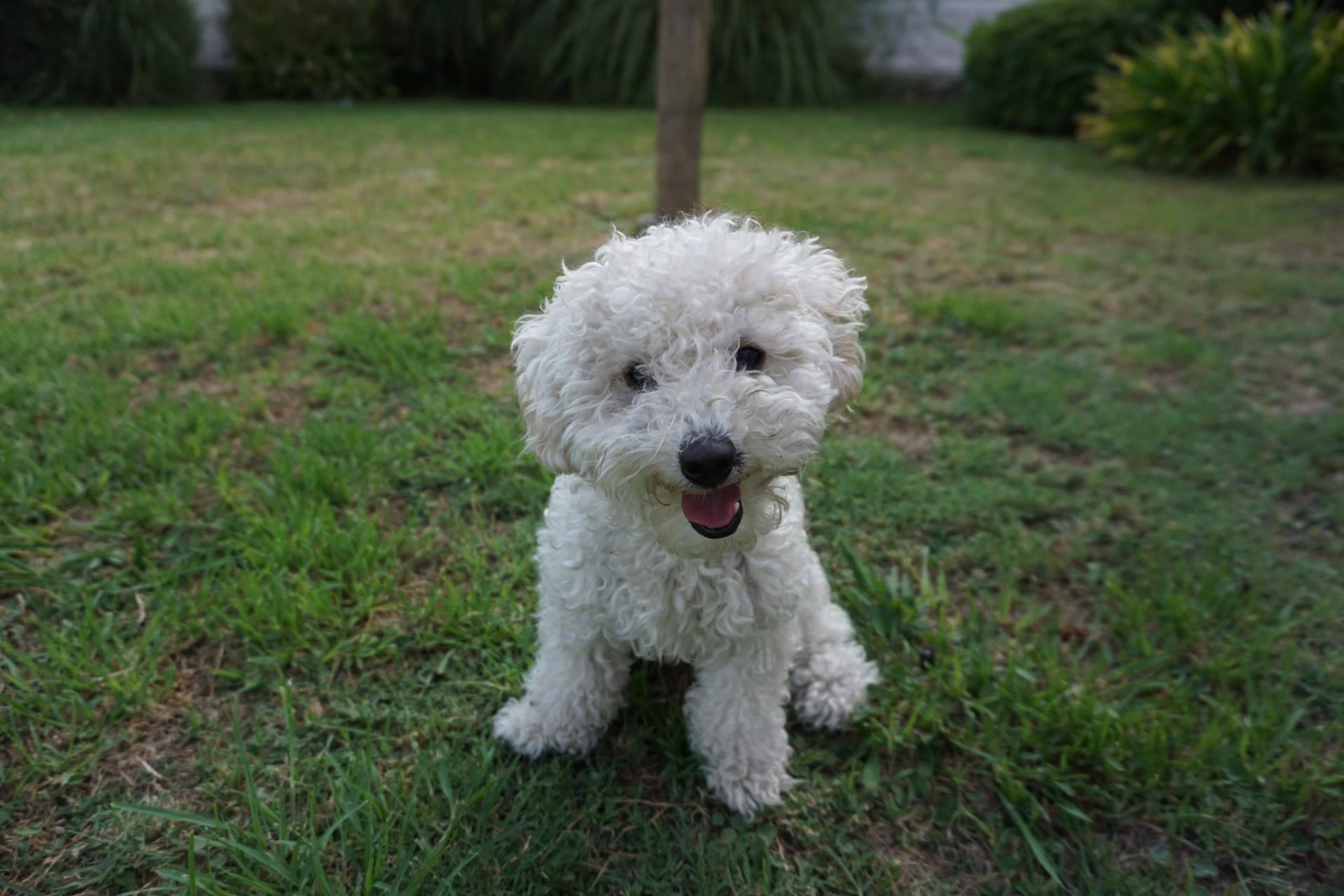 Todo lo que se debe saber acerca de los perros caniches, por DeCaniches.com