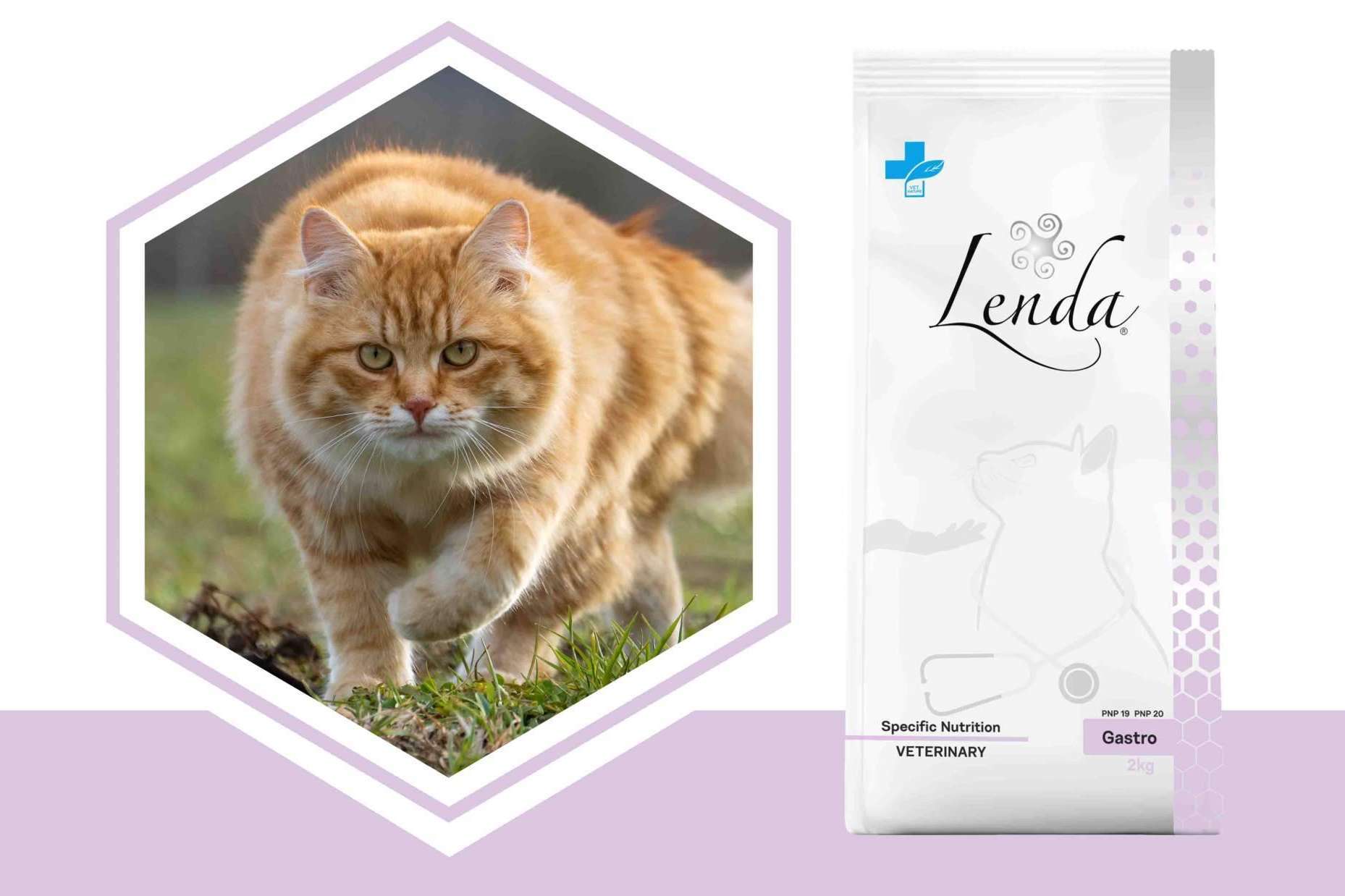 Cuidar la salud de las mascotas a través de las dietas veterinarias naturales de Lenda VET Nature