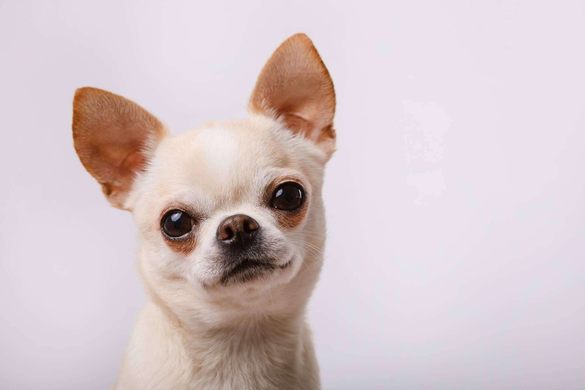 Cuáles son algunas características de los chihuahuas, por Cachorros del Valle