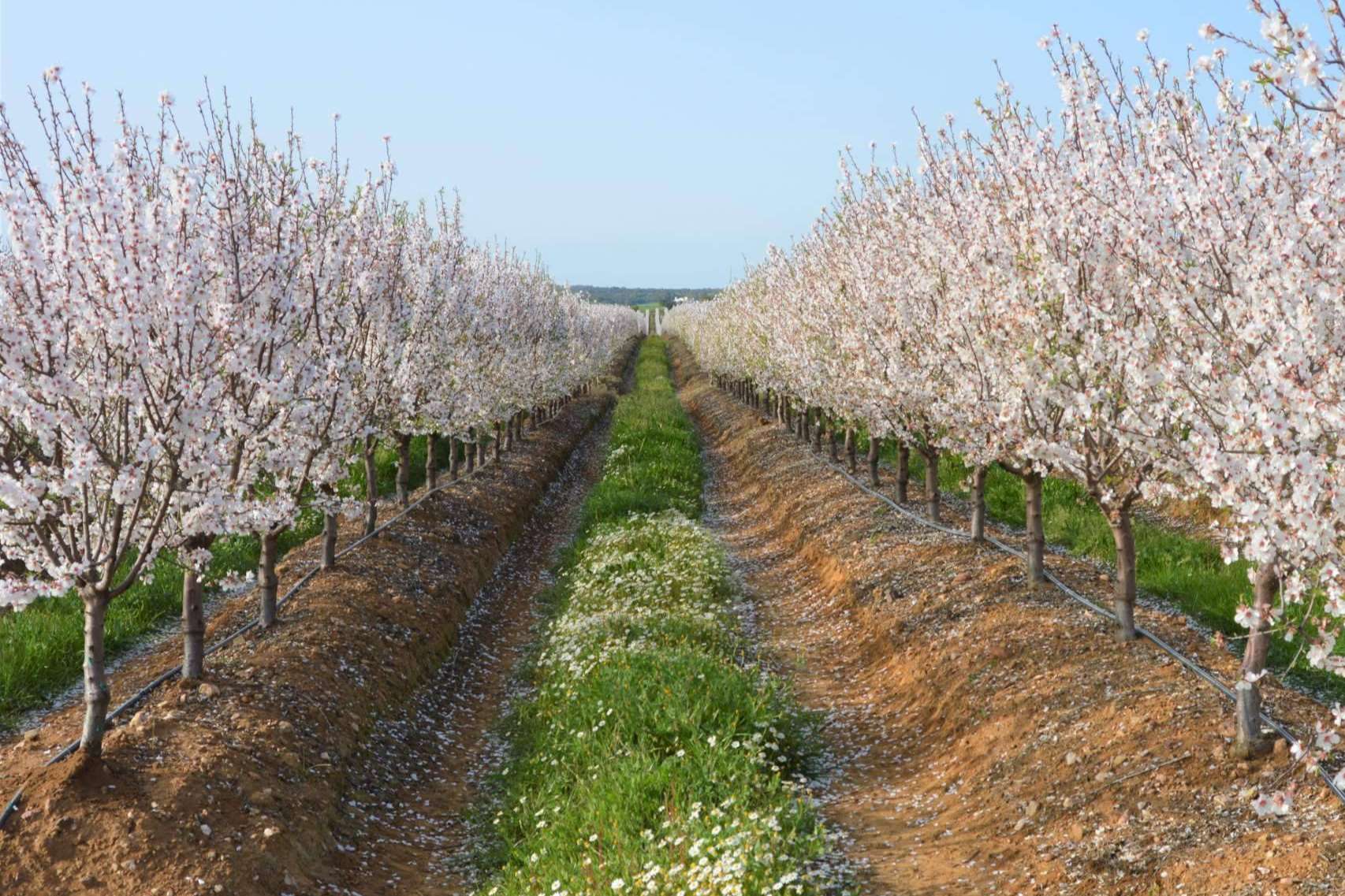 Suministros ecológicos y asesoramiento agrícola para cuidar y potenciar los cultivos, SAECO