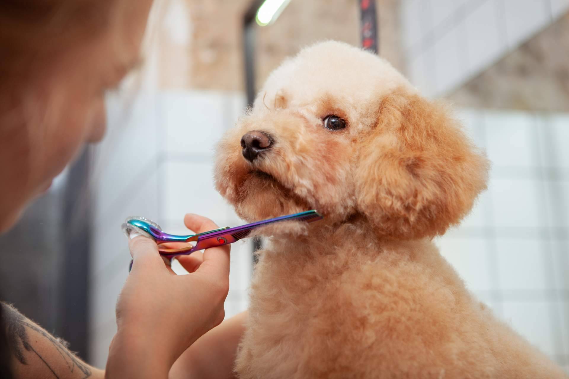 ¿Por qué es importante llevar a la peluquería canina a los perros de pelaje corto y no bañarlos en casa?