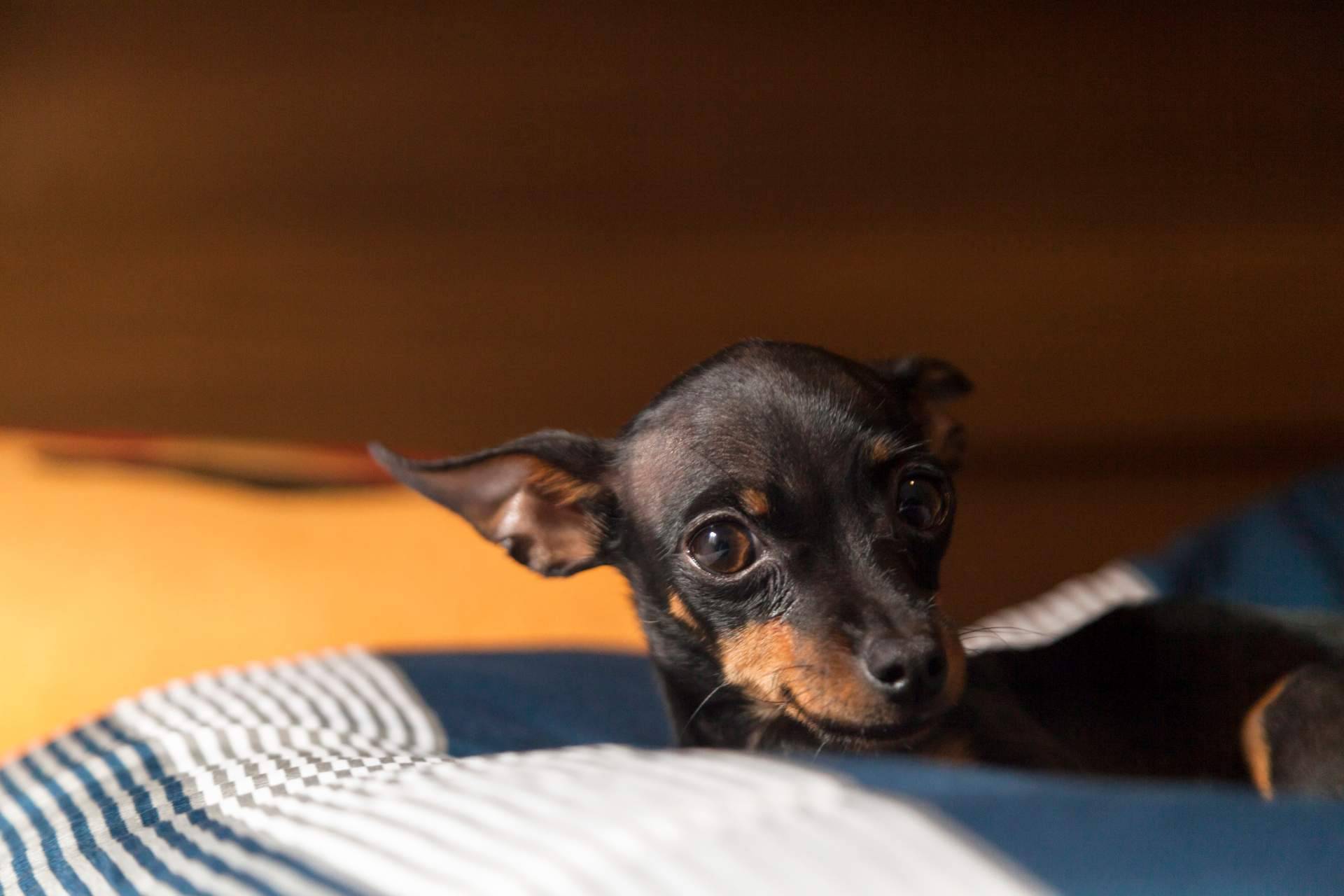 Los mini pincher que se pueden encontrar en Cachorros del Valle