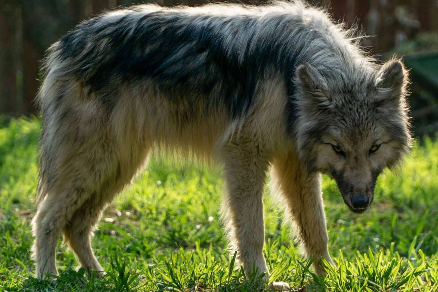 Wolfdog o Perro Lobo Americano, de los mitos y leyendas a las realidades
