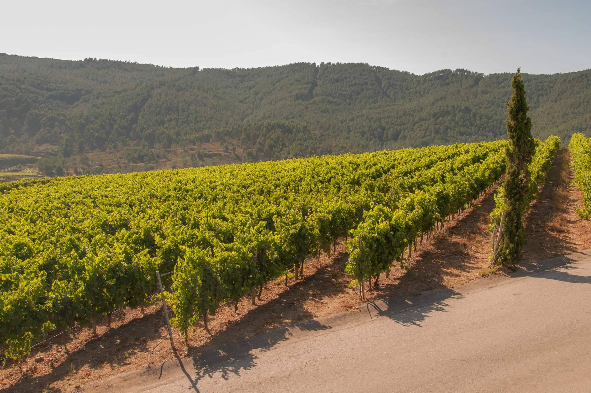 Vinos y bodegas de D.O Rías Baixas que no se encuentran en un supermercado
