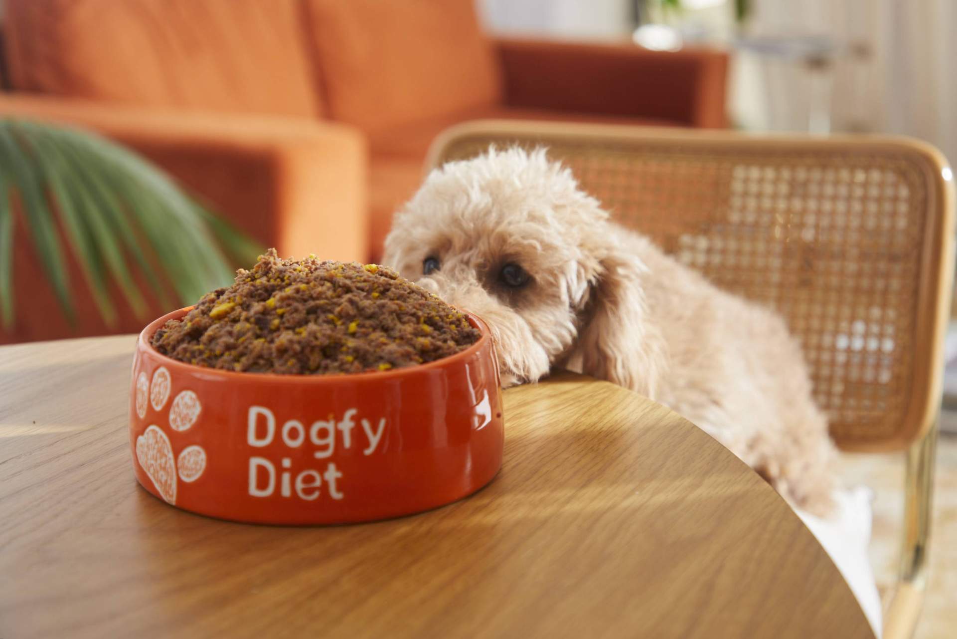 Las diferencias entre la comida natural cocinada para perros y la dieta BARF