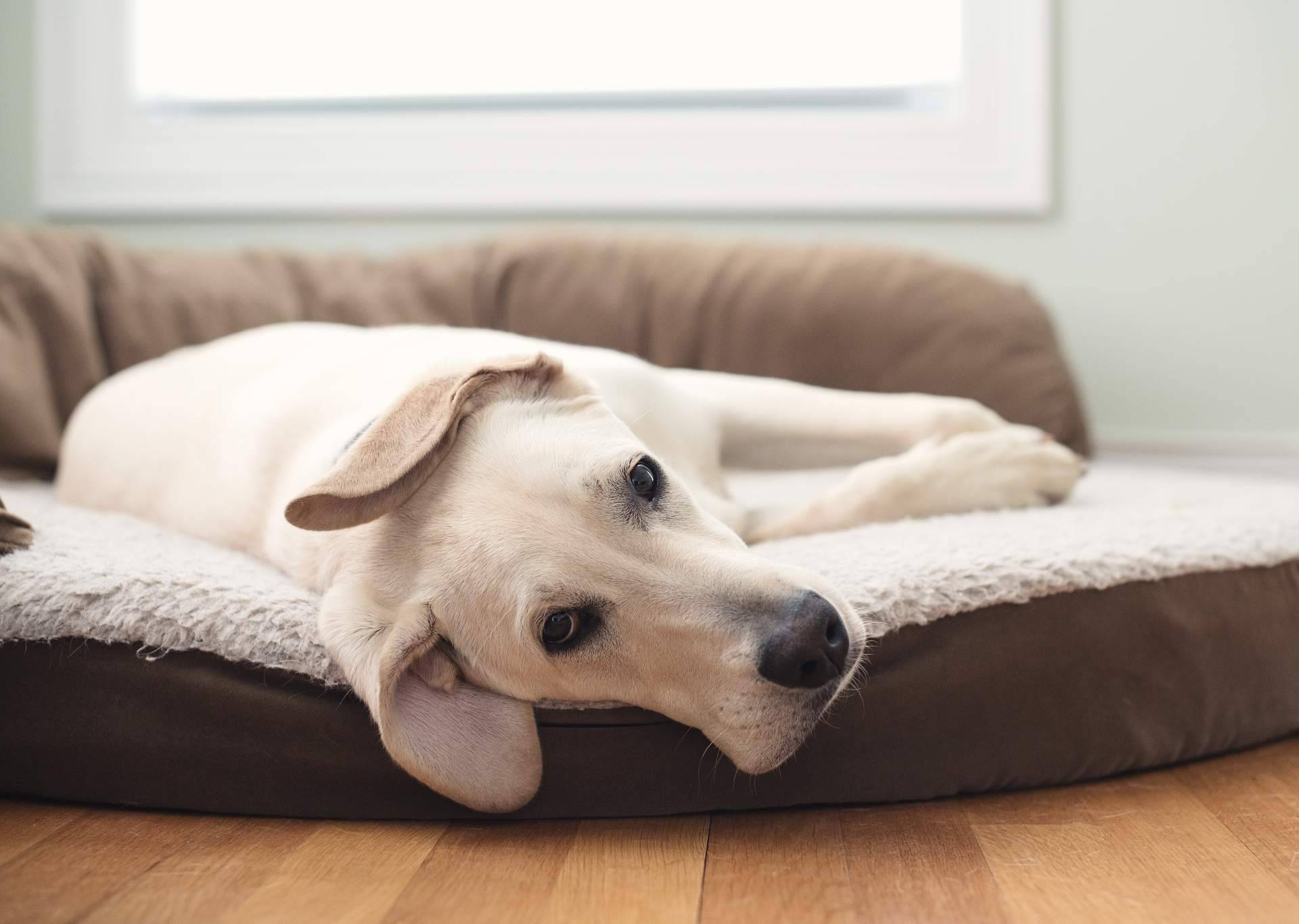 La cama viscoelástica para perros de ParaPerrosyGatos, ¿qué beneficios tiene?