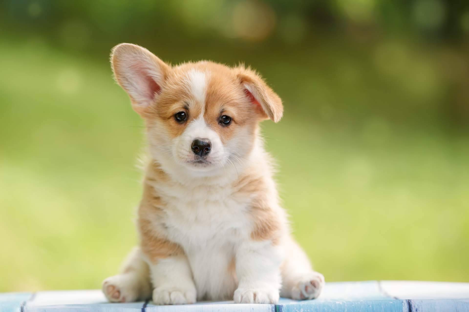 La Central del Cachorro, expertos criadores de perros