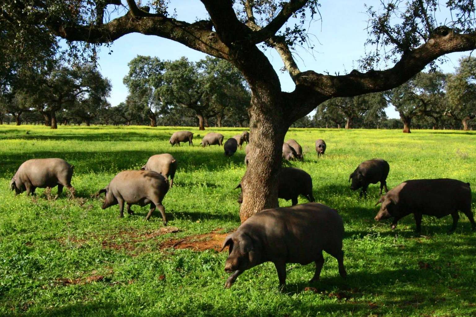 El motivo del alto precio del jamón de bellota, por País de Quercus