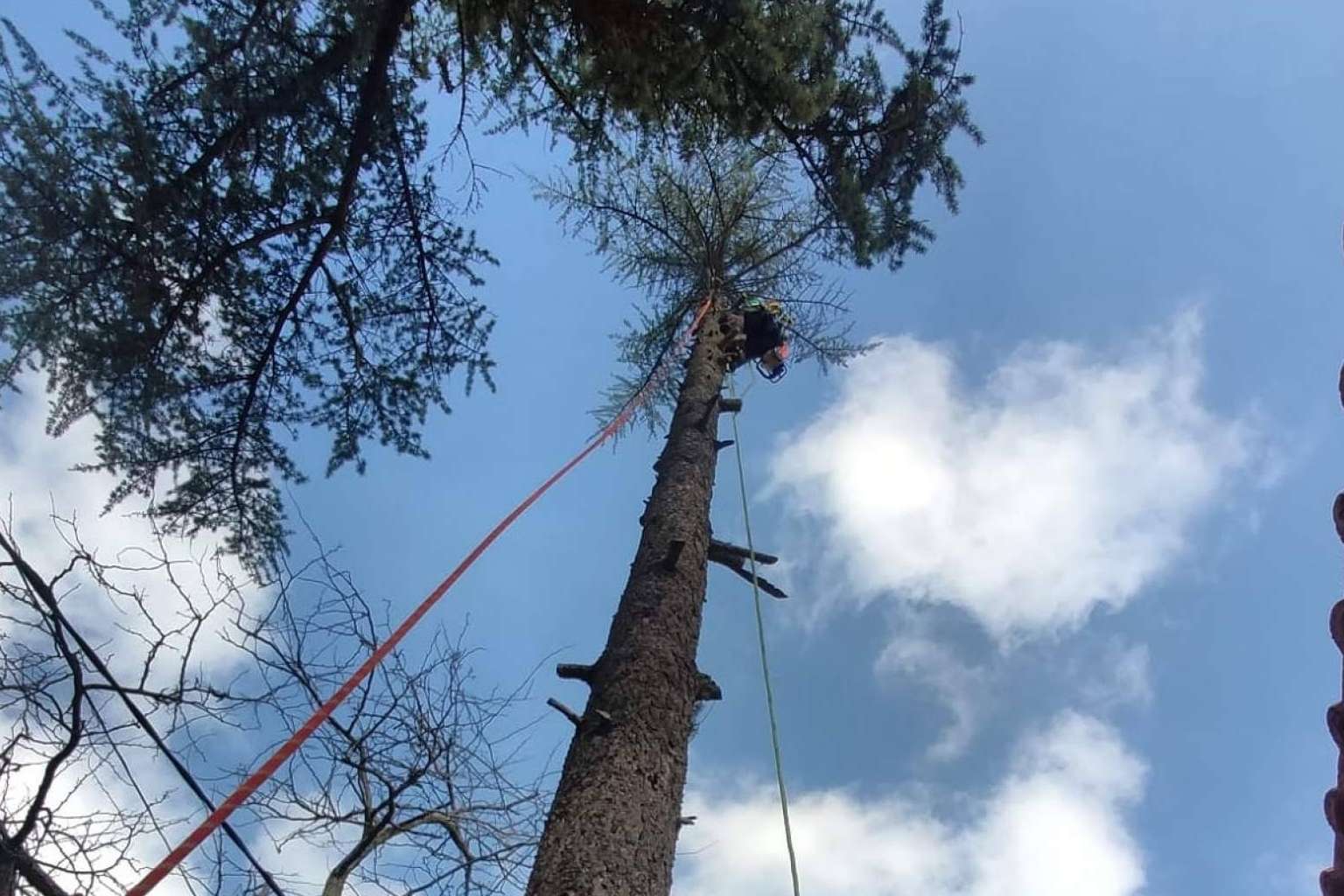 Un servicio profesional de poda de árboles de la mano de Talas de Árboles, empresa ubicada en Madrid