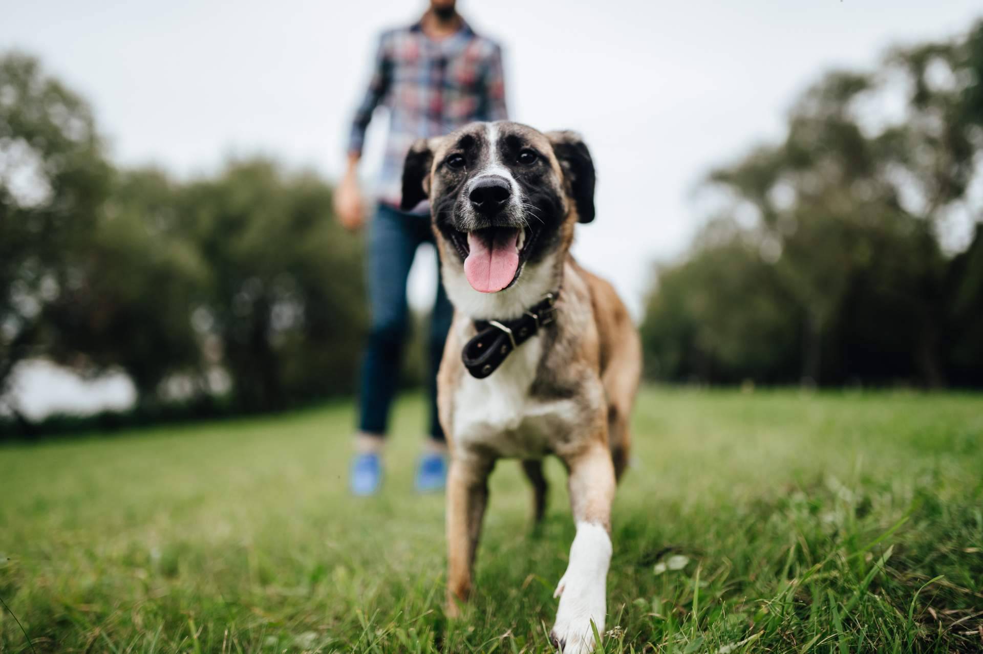 La solución a la contaminación ambiental por excrementos y orines de perros y gatos, Mascozyme® Urban Cleaner