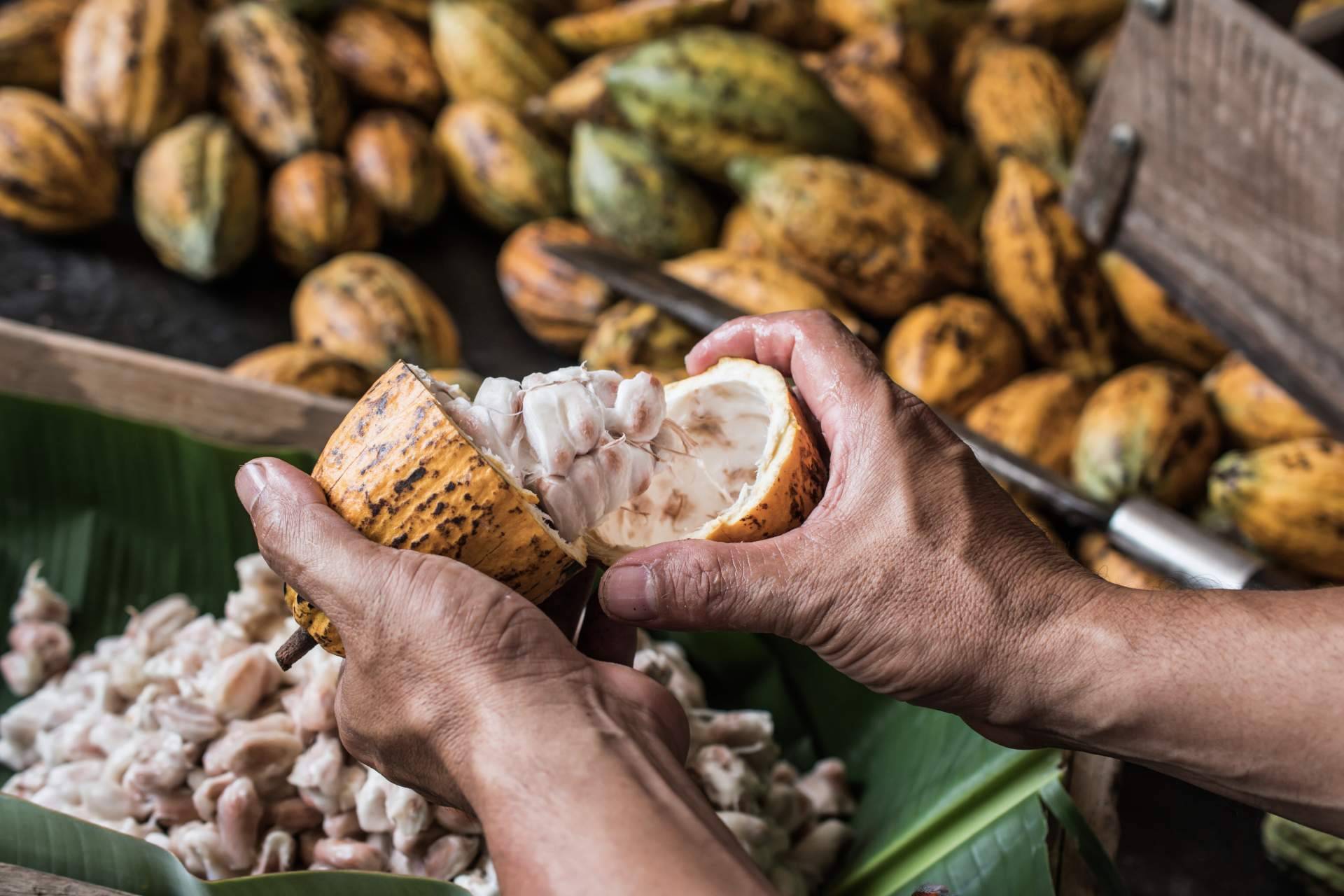 La historia de una fruta como el cacao, de método de pago a token