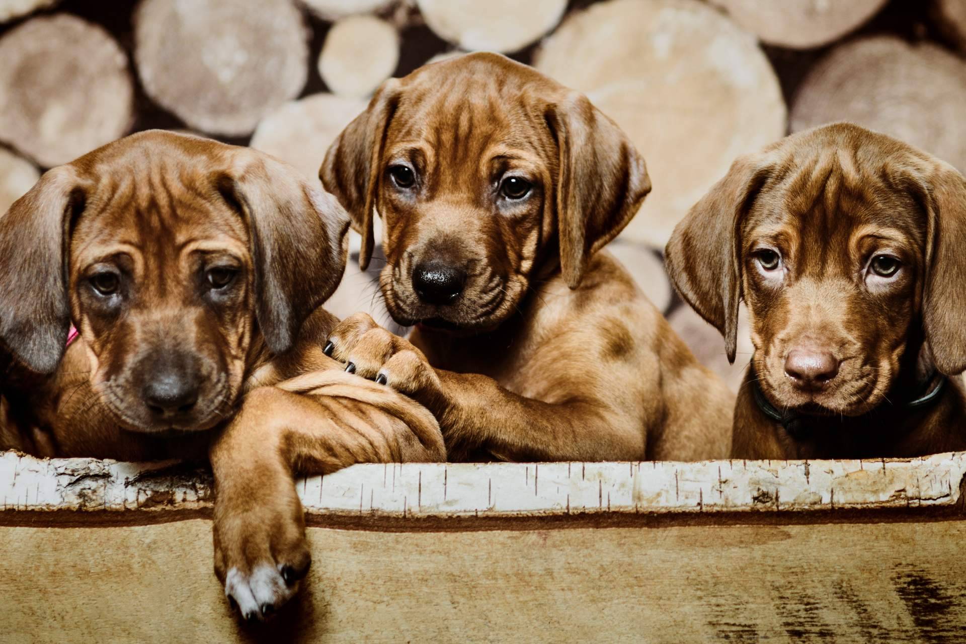 El servicio de adiestramiento para cachorros de Cachorros del Valle