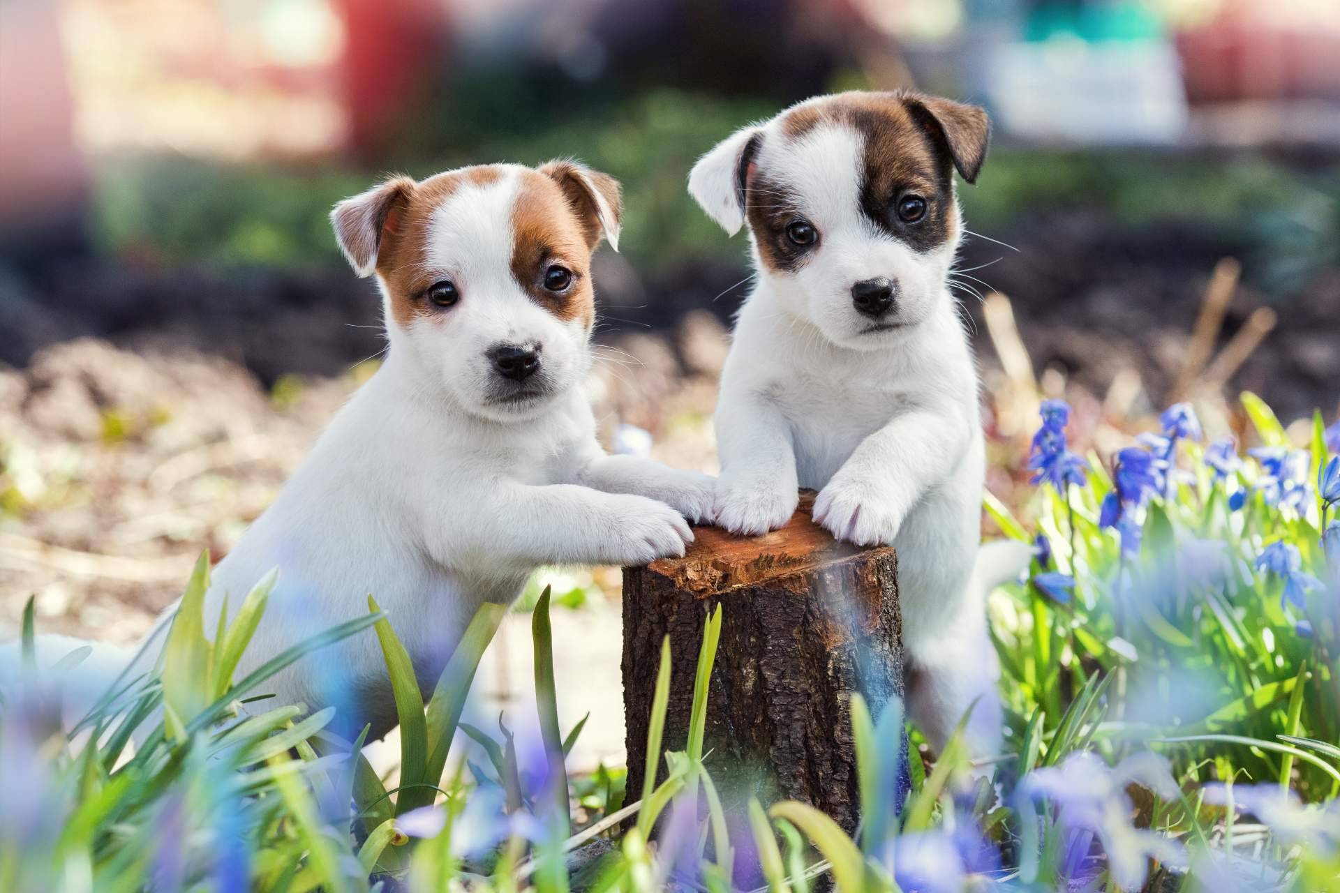 La experiencia de la cría profesional de perros, Cachorros del Valle
