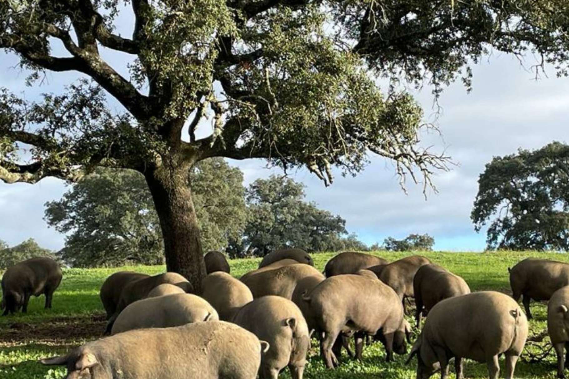 Ovipor ofrece productos ibéricos comprometidos con el bienestar animal
