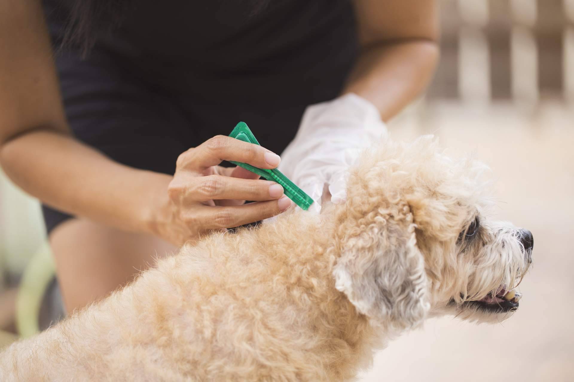 La tienda Productos Antiplagas brinda pipetas para perros y trampas para ratas