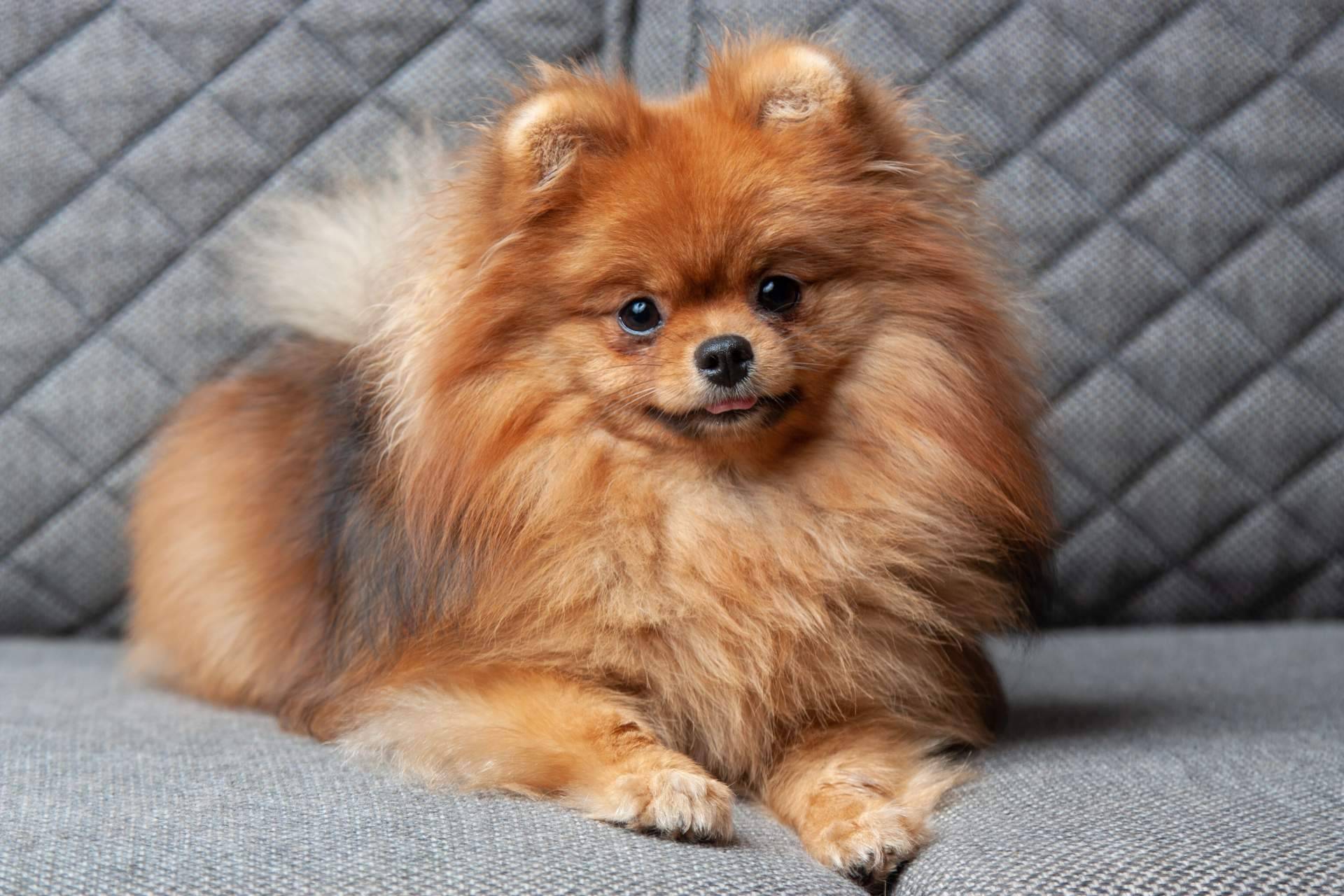 Los beneficios de la sonoterapia en animales de compañía, de la mano de El Perro Feliz