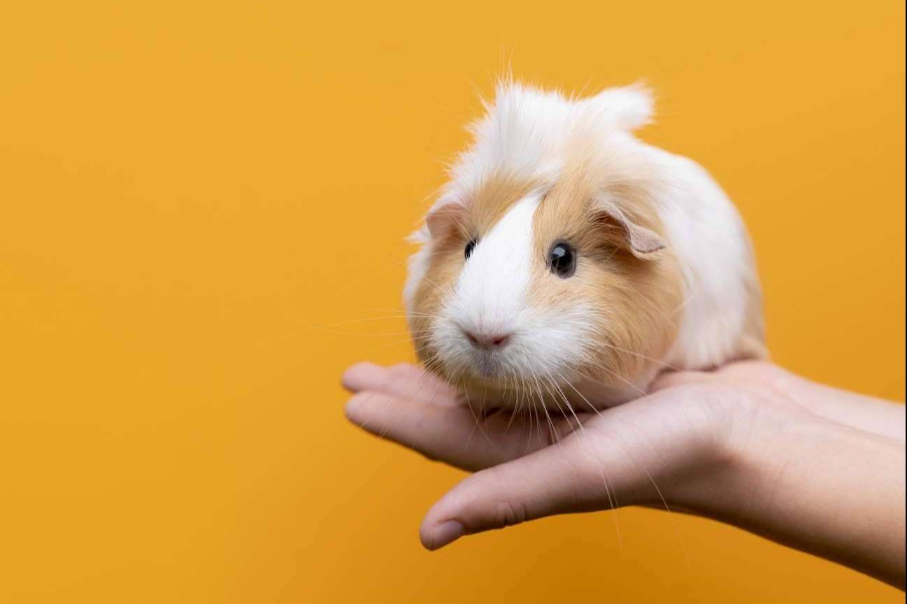 LovePets, todo lo necesario para la higiene en roedores