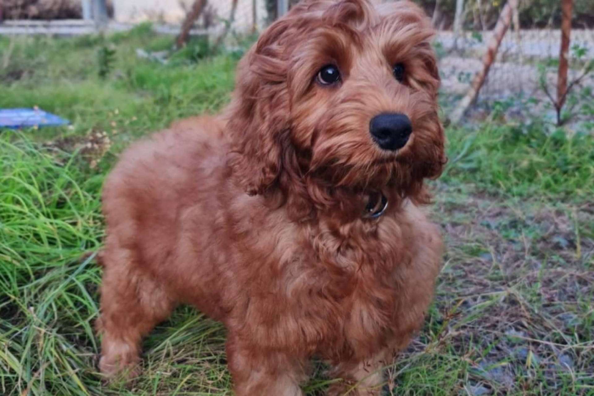 Todo lo que ofrece BaggagePets para el transporte internacional de las mascotas