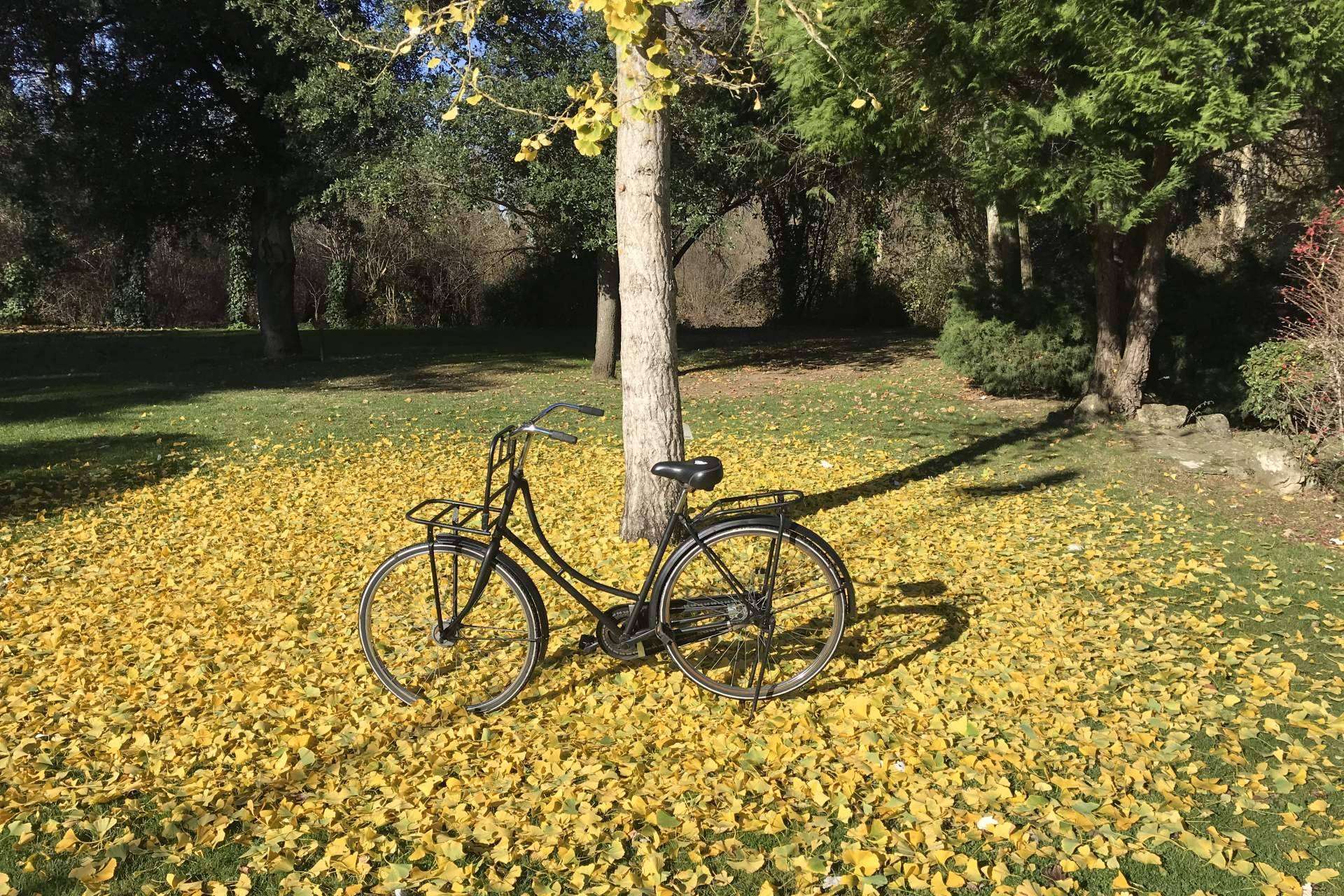 ¡Quiero una bici!, reacondicionamiento de bicis de segunda mano holandesas