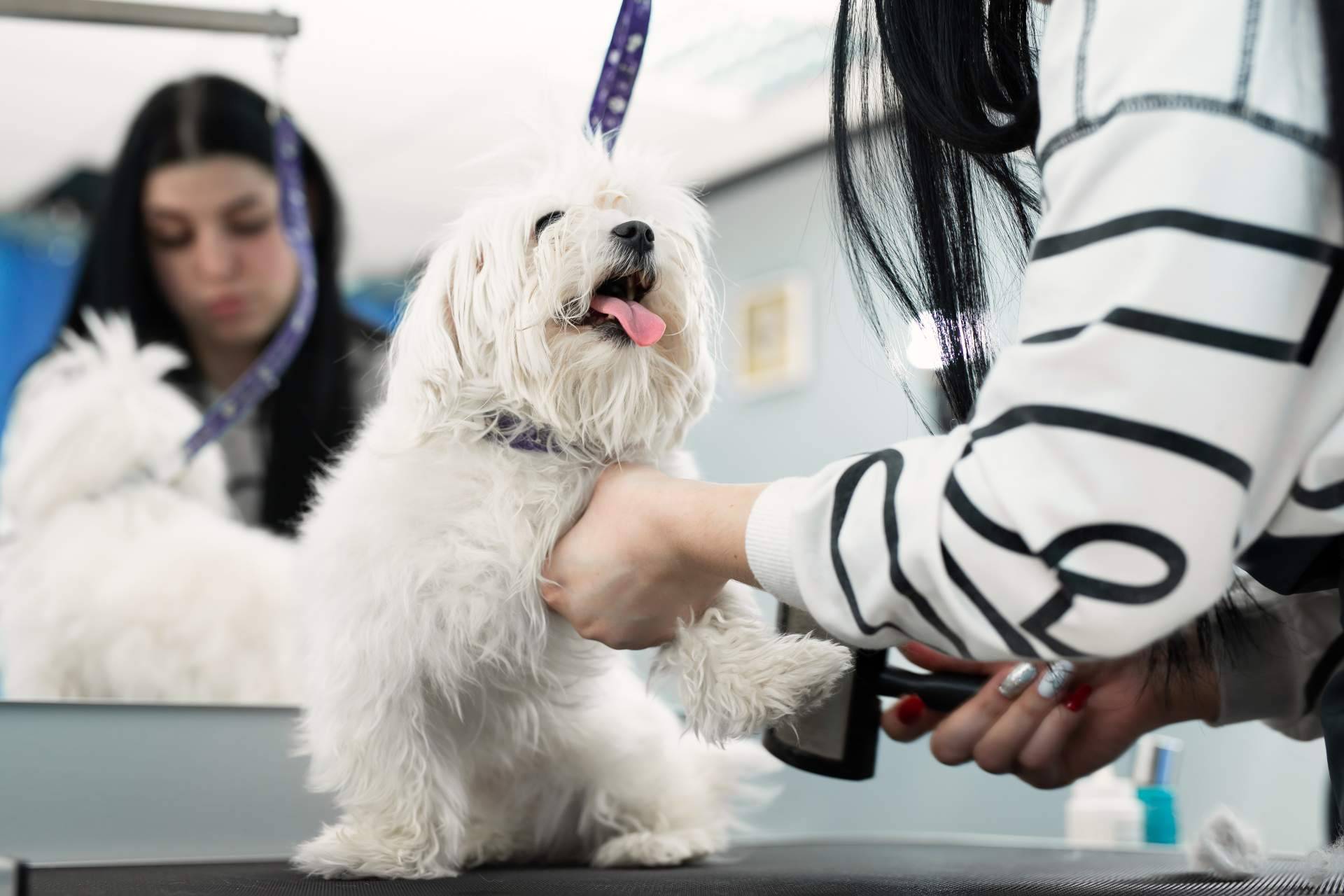 Servicios profesionales de peluquería canina a domicilio en Madrid con Perrukings